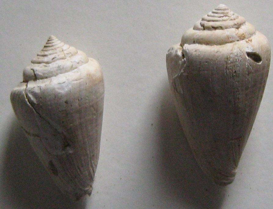 Genere Conus dal pliocene Toscano